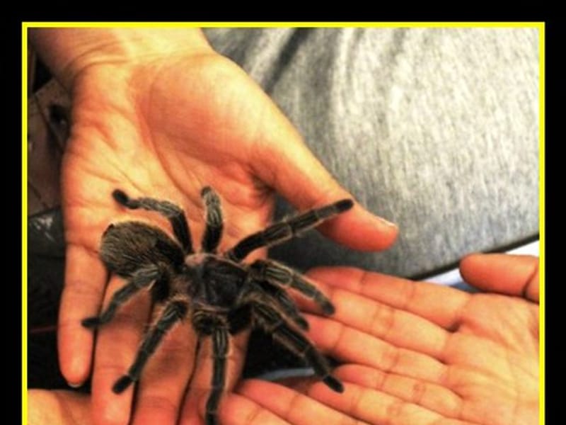 Tarantula Discovery